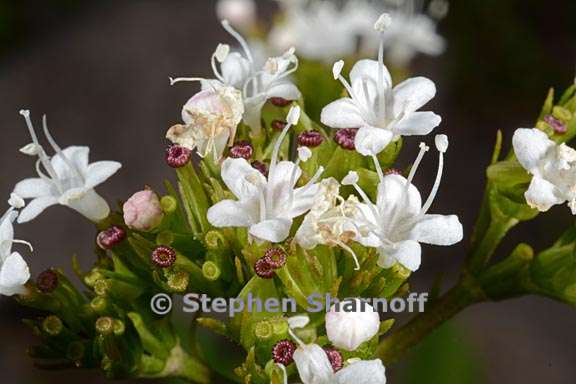 valeriana californica 4 graphic